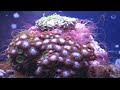 Tank started 1-14-09. 10g Clear for Life acrylic fish tank. 108w Current Nova Extreme Pro T5HO lighting. Inhabitants: Bullet the Firefish, Blaze the Fire Shrimp, 2 sexy shrimp (male and female), lots of Stomatella snails. Coral: Zoanthids and Palythoas (Orange Bam Bams, Eclipse, Spidermans, Purple Deaths, Button Polyps, Supermans, Armour of Gods, Kedds Reds, etc.) Hairy Mushroom, Florida Ricordea Mushrooms (different colors) Ricordea Yumas, Blue Cloves, Green Clove Polyps, Sinularia, Monti Cap, Mini Anemone. 10lbs live rock, 15 lbs. black aragonite sand.