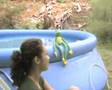 Conto de fadas: o sapo Itaparicano