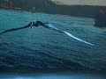 walking with dinosaurs-ornithocheirus pt.2 walking with dinosaurs-ornithocheirus pt.2