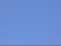 Sea eagle over Glenrothes
