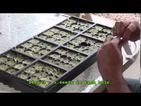 how to transplant duckweed