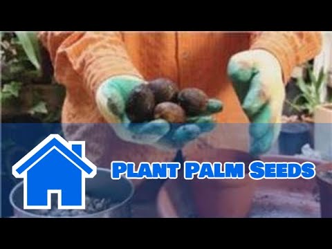 how to replant a queen palm tree