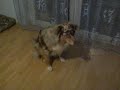 Aussie Shaggy Dogtricks
