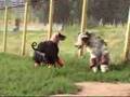 Afgano video