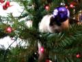 videos de Uryuu the Siamese Kitten vs the Christmas Tree (part 2)