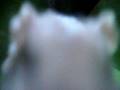 videos de Hamster M1 control