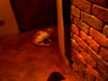 Oscar The Bully