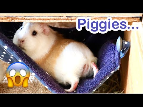 video-linktoworks-What Guinea Pigs Really Do When You're Not Looking