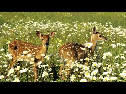 how to vent anger ehow