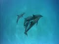 the coral reef ♪♡creation or coincidence ?افرینش♥خلقت♡