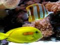 the coral reef ♪♡creation or coincidence ?افرینش♥خلقت♡