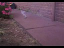 rocket car