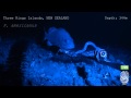 Hagfish predatory behaviour and slime defence mechanism