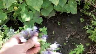 Фацелия - отличный медонос и сидерат