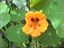 F35  18 Juni 1994 Bloemen 18 ???? 1994 ???? ?????