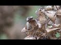 Sony hdr hc3 video sample