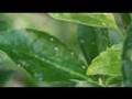 Sony hdr hc3 video sample