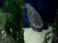 Frankenfish