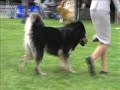 Chesapeake Dog Show 04/29/2007