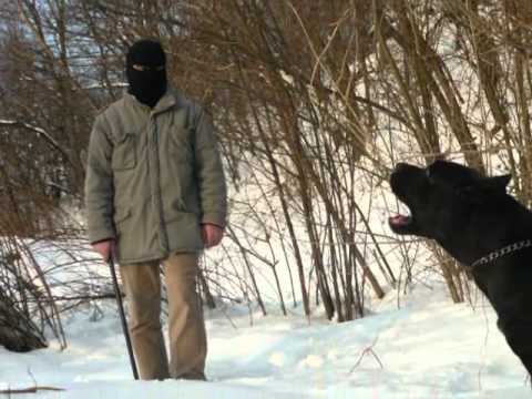 cane corso