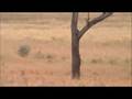 Tarangire Park - Zebras & Elephants
