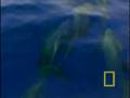 Crittercam: Pilot Whales