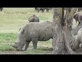 Two Fantastic Days @ Serengeti And Masai Mara - All Big Cats [hd]