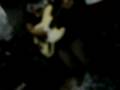 videos de trip  band