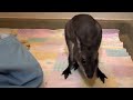 The Zoo's new Wallaby baby, currently in the nursery at the Cincinnati Zoo.