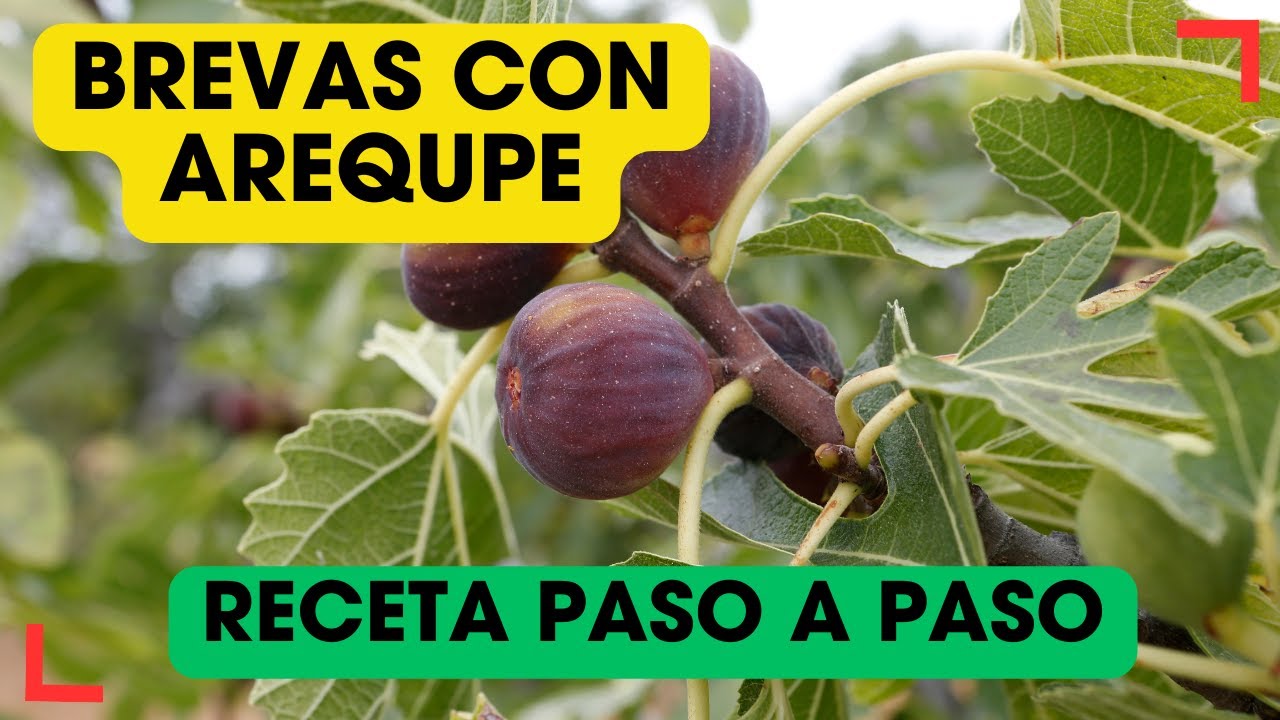 Receta fácil: Brevas con Arequipe | Paso a Paso #campo