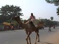 I saw about a zillion camels in Rajasthan but never seemed to have the video camera handy. Here's one in Allahabad, a city in eastern Uttar Pradesh. - Camel Sighting in Allahabad, India