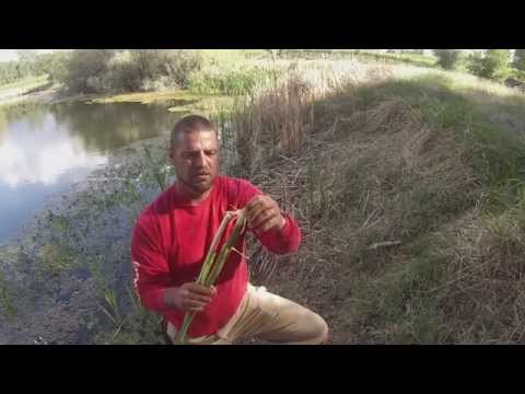 how to transplant cattails