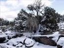 High Desert Winter