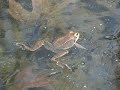 Wood Frogs singing