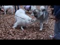 Alaskan Malamute マロン　サモエドのクローカ君と