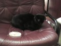 RIP Tomodachii - Tomodachii died on 7/16/08 of FIP, but is immortalized in this video.Aftermath of a little skinny kitty who gets to eat turkey for a special treat.Motivation speech by Ogunshi - Much to the chagrin of the kitteh who apparently needed no acting direction whatsoever.Concept: pookahchuProducer: pookahchuDirector:  OgunshiActors: Ogunshi & Tomodachii