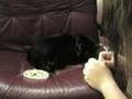 Tryptophan - Director's Cut