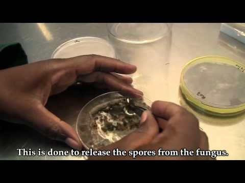 how to isolate fungi from soil sample