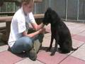 Boycie needs a home
