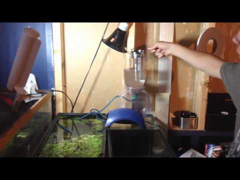 how to harvest brine shrimp