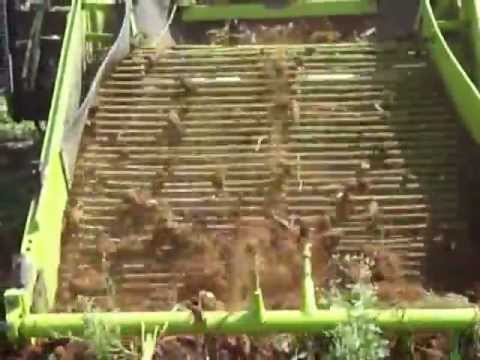 how to harvest tapioca