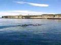 ballena y ballenato en puerto piramide