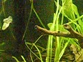 my tank with a trio of irrubesco puffers and a dwarf puffer, all hanging out together.