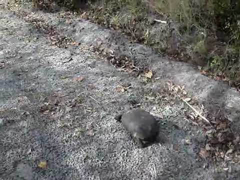 Turtle in Wickham Park