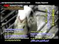 Just To Satisfy Your Appetite? Inhumane Behavior To Fowl Friends [Part 2/2]