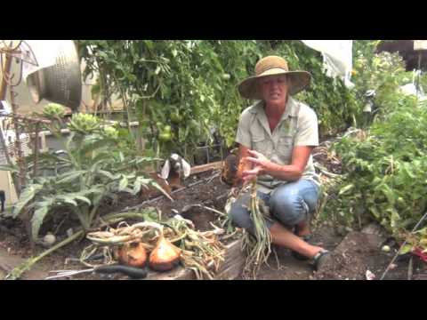 how to tell if onions are ready to harvest