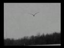 this was my first film, tho i have out grown this film and can find the flaws in it, this film is a constant reminder of my passion for film making itself, it was a turning point in my life and career. i knew i could make films. this was made with help of friends and a university professor who sacrified his thanksgiving holidays to help me edit it out. 

a public service film experimental short film by manu warrier . year 2003

all characters and situations are fictional. 


as if anybody is going to beleive what's happening on screen is real footage,i had to put this line due to personal issues :)