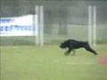 bouvier-des-flandres