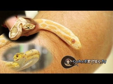 YouTube reptile video