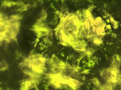 Plant cells under epifluorescent microscope
